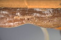 Paire de fauteuils à dossier plat en bois relaqué blanc rech… (photo 3)