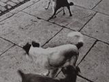 two dogs that are walking down the street together