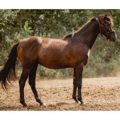 un cheval brun dans un champ, avec des arbres en arrière-plan
