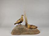 deux oiseaux perchés sur un rocher