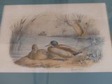 two ducks that are sitting on the sand by the water