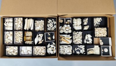 une boîte contenant différents types de champignons