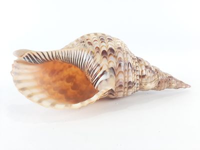 a shell that is sitting on a white surface
