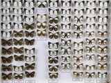 de nombreux types de papillons différents présentés dans une vitrine
