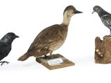 trois oiseaux perchés sur un morceau de bois