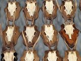 de nombreuses têtes de cerfs exposées sur une table
