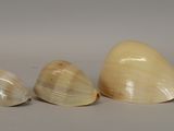 three shells sitting on top of a white surface next to each other