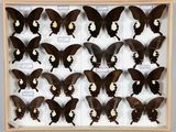 beaucoup de papillons qui se trouvent dans une boîte en bois