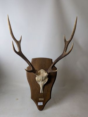 a deer skull mounted on a wooden wall