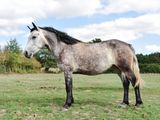 a horse that is standing in the grass in the field