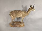taxider with antelope head and antelope antelope antelope with antelope antelope head and antelope antelope