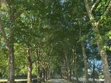 a road lined with trees on both sides of the road