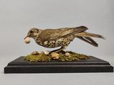 un petit oiseau posé sur une surface recouverte de mousse