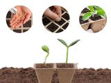 a picture of a picture of a seedling plant in a pot