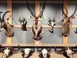 de nombreuses espèces différentes d'antilopes empaillées accrochées au mur