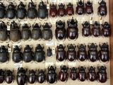 a lot of beetles that are on display in a box