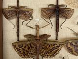 a lot of insects that are on display in a wooden frame