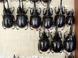a lot of beetles that are on display in a wooden frame