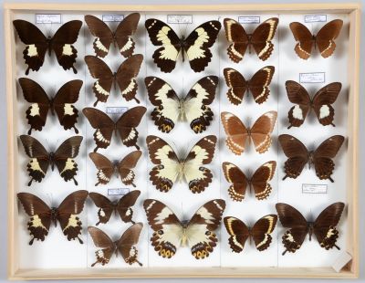 de nombreux papillons disposés dans un cadre en bois