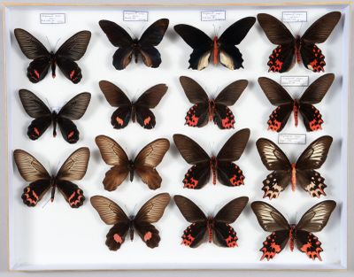 de nombreux papillons exposés dans un cadre blanc