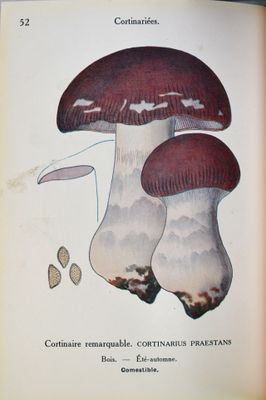 une photo d'un livre sur lequel figure l'image d'un champignon