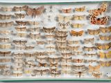 many different moths displayed in a display case
