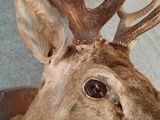 a deer head mounted on the wall of a building