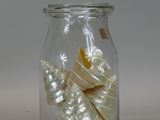 a glass jar with shells inside of it on a table