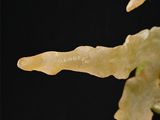 a close up of a plant with a leaf on it ' s stem