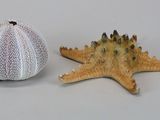 two sea urchins and a starfish on a table
