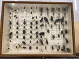 many different types of bugs displayed in a display case