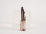 an image of a tooth that is in the snow