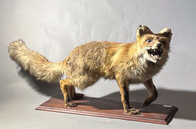 un faux renard posé sur un socle en bois