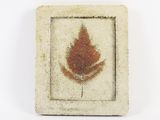 a picture of a leaf in a square frame