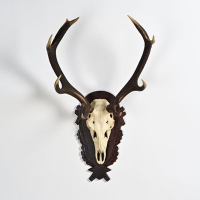 crâne de cerf accroché au mur, avec ses bois sur la tête