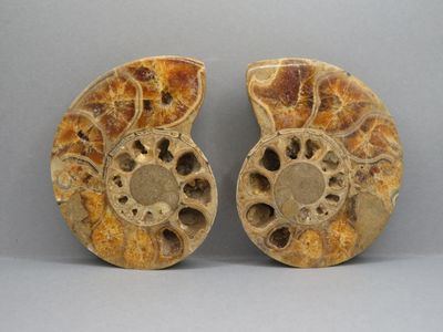 Ammonite polie coupée en deux. Dimensions 9 x 7,5 cm - Photo 1