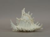 a large white shell that is sitting on a table