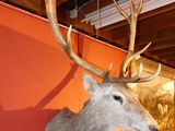 a deer head mounted on a wall in a room