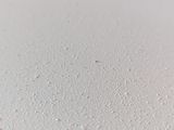 a close up picture of a white plate with a small bug on it