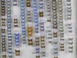 many different types of butterflies on display in a glass case