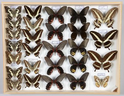 de nombreux papillons exposés dans une vitrine