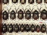 a lot of beetles that are on display in a box