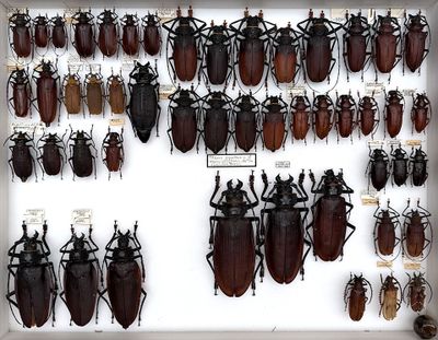 a lot of beetles that are on display in a white frame