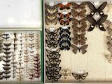 a lot of butterflies that are in a display case