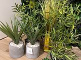 trois plantes en pot posées sur une table devant un mur végétal