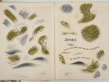 two pages of an old book with drawings on them