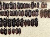 a lot of bugs that are hanging on the wall