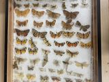 a picture of a display of moths in a shadow box