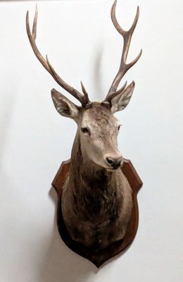 une tête de cerf fixée au mur d'une pièce