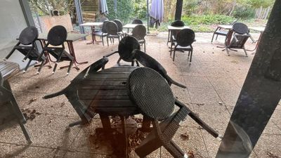 deux oiseaux posés sur une table dans un restaurant
